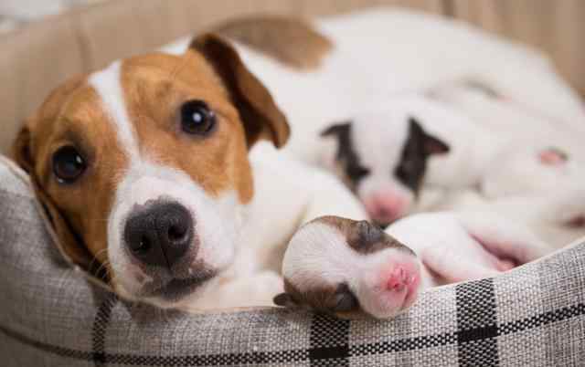 怎么判断狗狗怀孕 狗狗突然腹部肿胀？该如何判断狗狗是否怀孕？关于狗狗怀孕的征兆