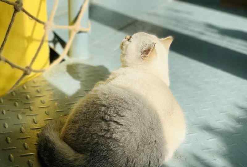 猫挡黄泉路是什么意思 猫黄疸！一定要千万小心，别因为一时疏忽把喵主子送上黄泉路！
