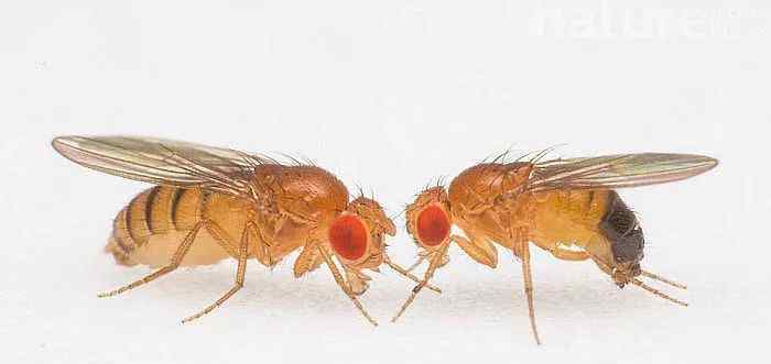 果蝇的危害 蓝光影响果蝇寿命，危害究竟有多大？