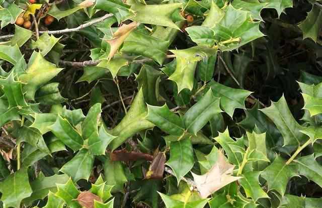 枸骨树的药用价值 农村常见的“猫儿刺”树，浑身是刺，在城里每株能卖上千元！