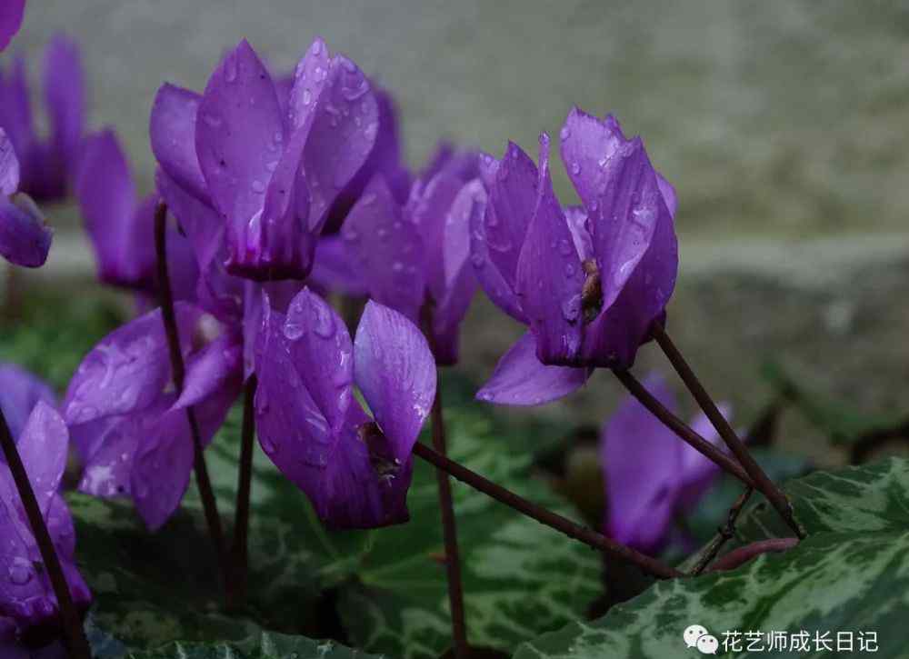 仙客来花语 植物图鉴 兔耳朵仙客来