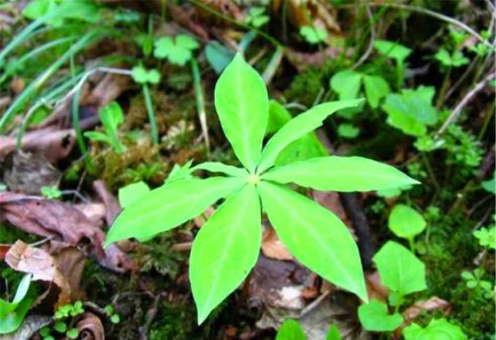 七叶一枝花价格 七叶一枝花那么贵，为什么现在种植的人却十分稀少呢？