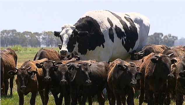 奶牛网 澳洲最高奶牛网络走红逃过被宰命运，数万粉丝涌入农场与其合影