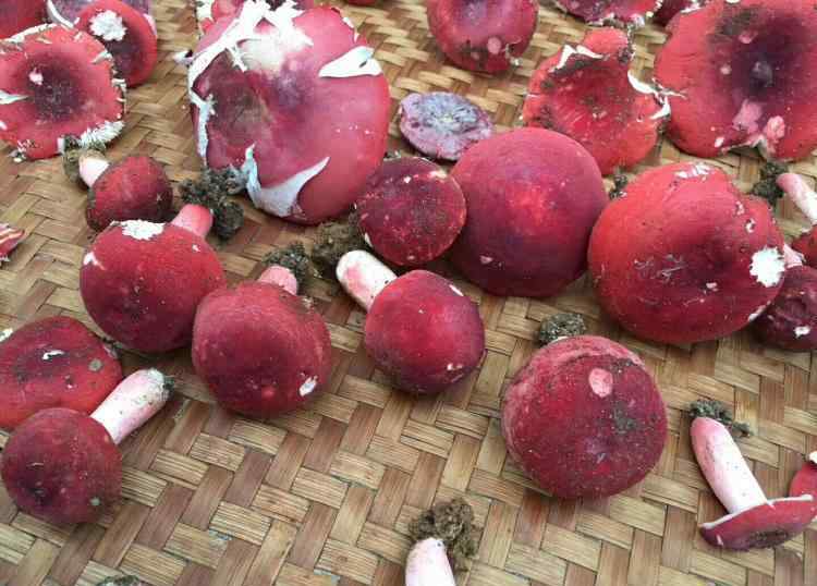 一袋平菇菌出几斤平菇 珍奇蘑菇一斤1000多元，吃过的人只有2种，山里碰到捡点