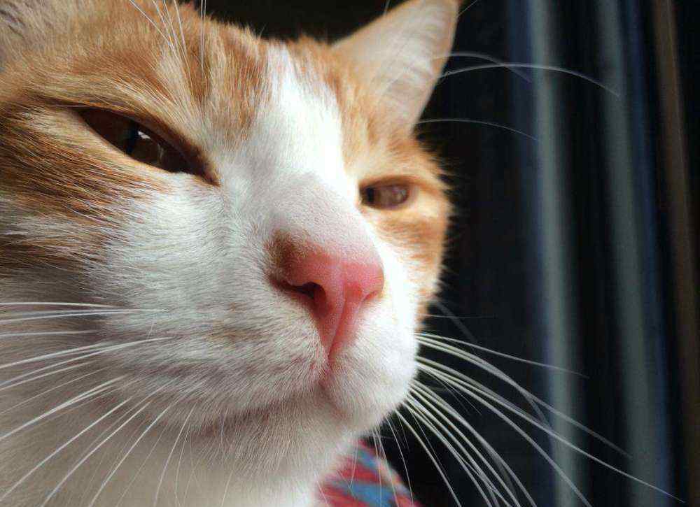 秘密哒手机 猫的这些小秘密，你了解吗？网友：猫鼻纹可以当手机解锁纹吗？