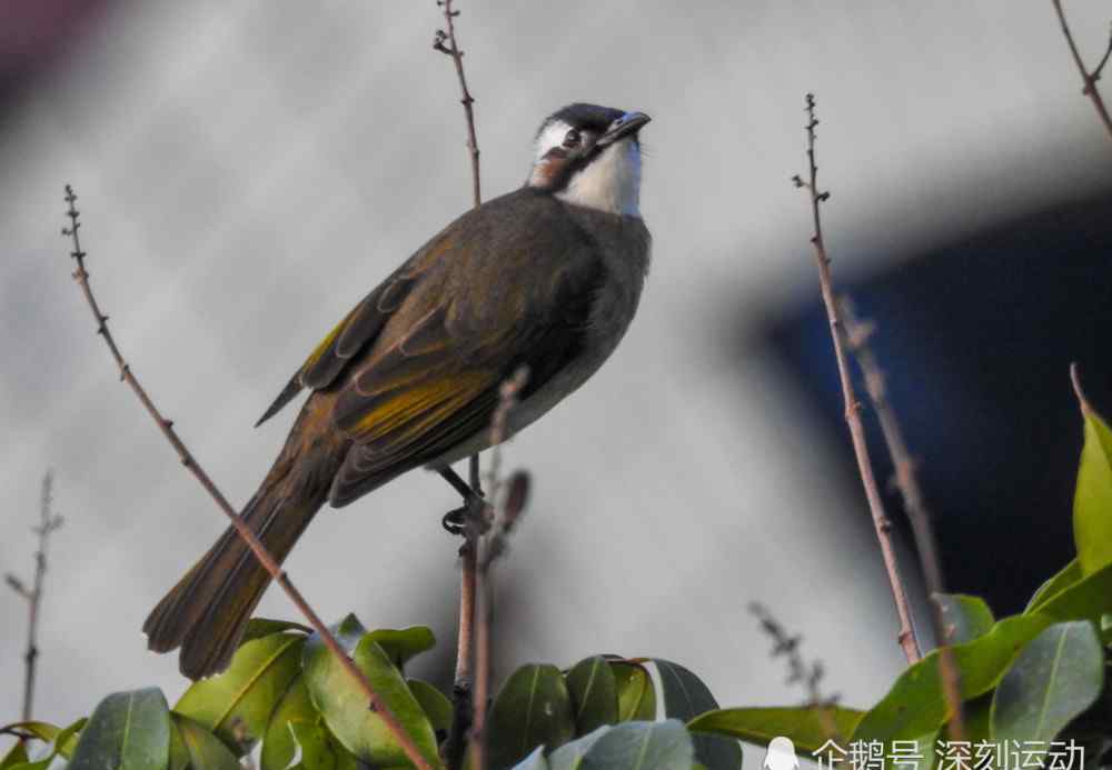 白鹡鸰 在绿水青山的莆田观鸟笔记：旧年宫的翠鸟白鹭白鹡鸰