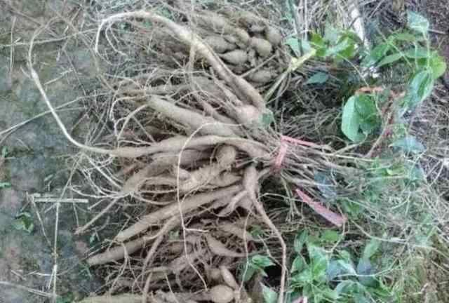 野生牛大力的藤叶图片 大山里，1种野草奇特，植株根茎1米长，人称“牛大力”，珍贵