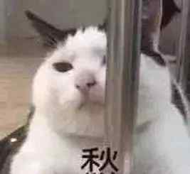 南未果子 广东产的这个果子不得了，不仅能吃，还能……