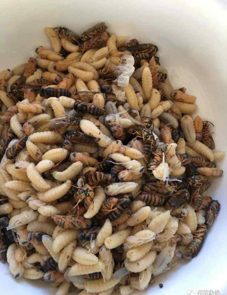 岳福生 这个季节 德宏人流行吃这些虫虫