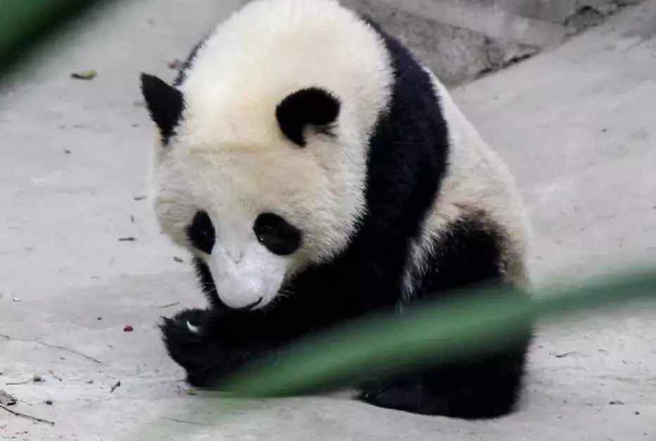 熊猫屋 官宣：成都“熊猫星球”将迎来一只趴着的超级“大熊猫”