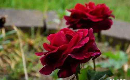 路易十四玫瑰价格 路易十四玫瑰多少钱，没车没房没车种盆路易十四玫瑰，送给她吧