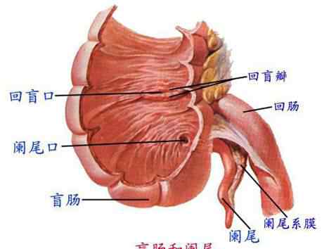 阑尾有什么用 阑尾真的没用吗 阑尾有什么用
