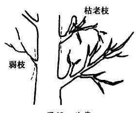 果树剪枝技术图解 果树修剪入门，11种修剪技术详解