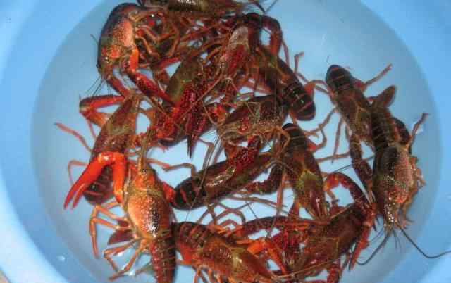 正宗麻辣虾尾的做法 麻辣小龙虾的正宗做法，这“2步”很关键，肉质紧实、香辣过瘾