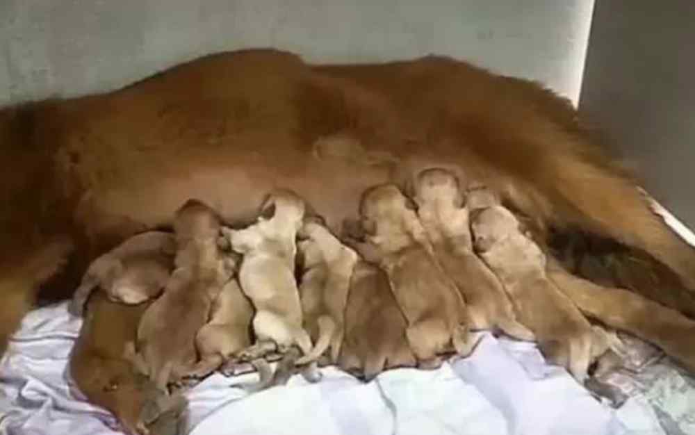 狗生小狗间隔8个小时了 辟谣：狗狗生娃时间超过10小时，一定有危险？须知狗狗情绪是重点