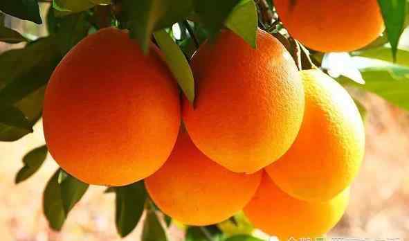 江西赣南脐橙 江西赣南脐橙，橙香四溢，汁水酸甜，比普通橙子更加香甜，你吃过吗？