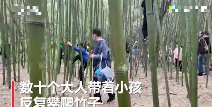 少林寺竹林被上百游客刻字 还有人吊在上边“荡秋千”！网友怒了