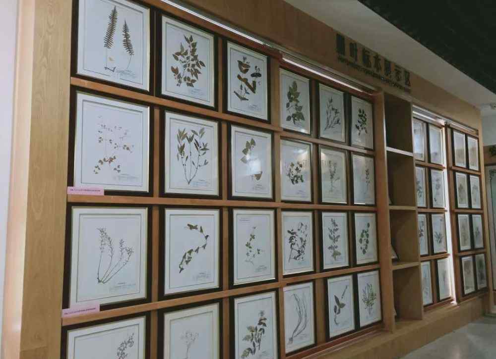 安徽中医学院图书馆 全省首个！安徽中医药大学打造全省首个海外中医药中心落地雅典