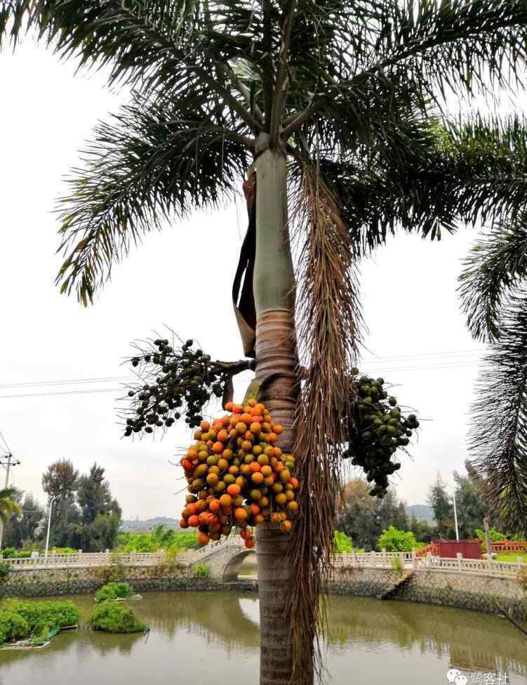 槟榔树图片 厦门探奇：翔安吕塘“槟榔树”实为“王棕”？