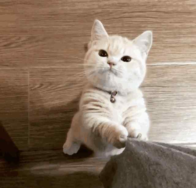 猫咕噜咕噜什么意思 猫咪发出的咕噜声在表达什么意思呢？哪些情况下猫会发出咕噜声呢