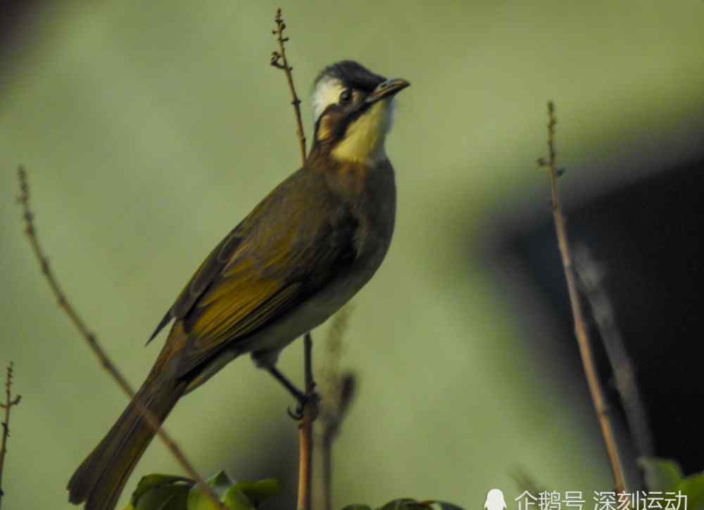 白鹡鸰 在绿水青山的莆田观鸟笔记：旧年宫的翠鸟白鹭白鹡鸰