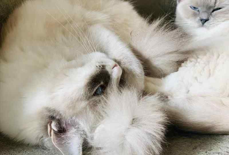 猫挡黄泉路是什么意思 猫黄疸！一定要千万小心，别因为一时疏忽把喵主子送上黄泉路！