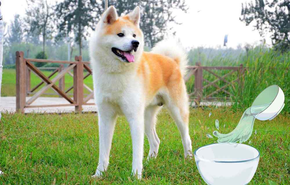 狗喝水影视 盘点影视中的狗狗第一期