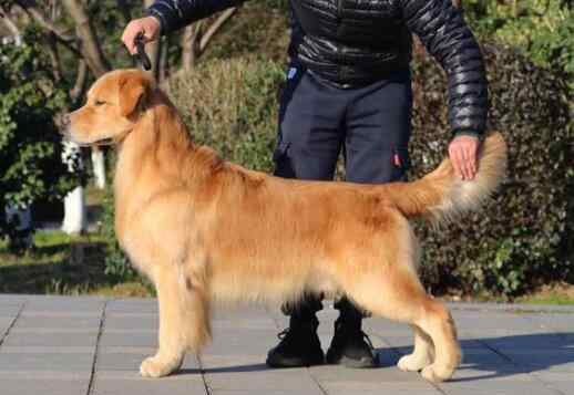 金毛狗的训练方法 金毛犬几个月训练最佳 如何训练金毛幼犬？训练金毛犬的方法步骤
