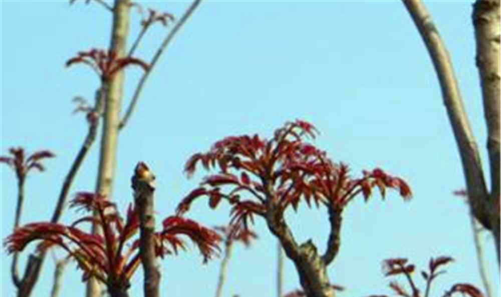 椿花 人人吃的香椿，是香椿树的春芽，年年如此把嫩芽摘掉，那香椿树怎么活？