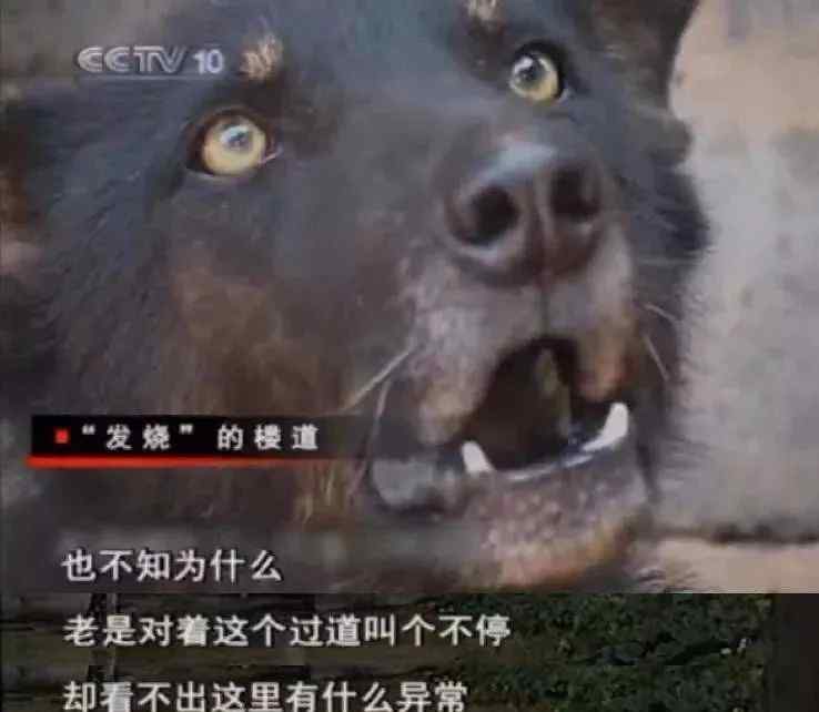 狗看见鬼有几种表现 狗狗的“阴阳眼”真的能看见鬼吗？