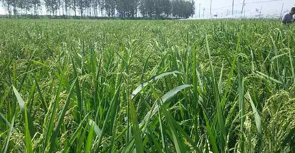 懒人稻 如何在旱地里种植水稻，有哪些技术要点？重点做好6个管理
