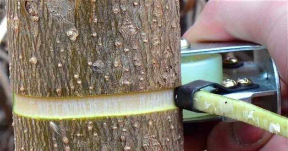 核桃树不结果怎么刮皮 听说核桃树不结果要放胶，究竟应该怎么来放呢？