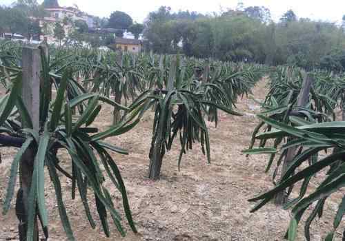 火龙果树 火龙果树种植方法简介