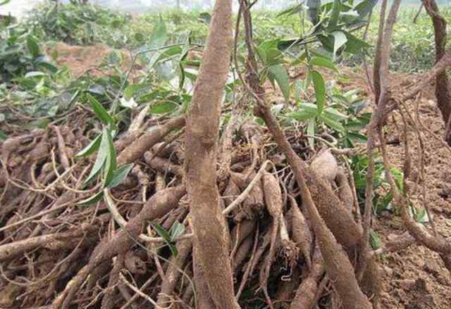 野生牛大力的藤叶图片 大山里，1种野草奇特，植株根茎1米长，人称“牛大力”，珍贵