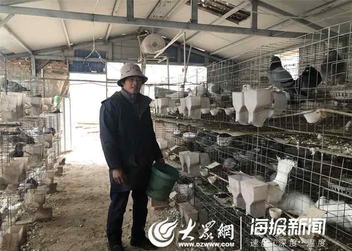 鸽子养殖利润 曹县出了个“鸽子王” 养鸽年收入超10万