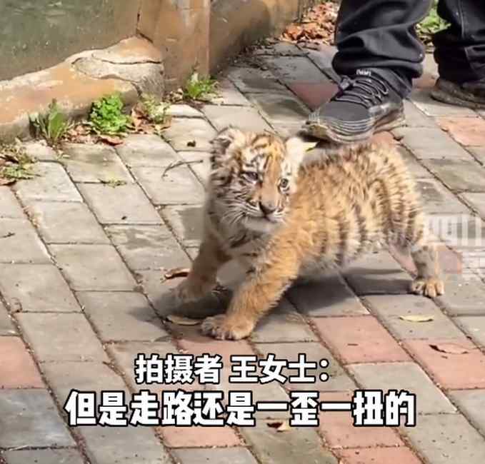 一个月小老虎出街引人围观 走路一歪一扭戳中萌点！拍摄者：和猫咪有差别