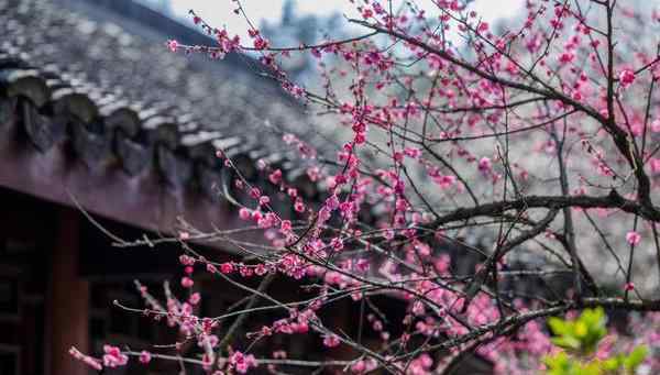 梅花诗王安石 王安石的这首“梅花诗”，入选教科书，几乎人人都会背