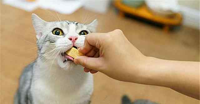 猫可以吃猪肉吗 辟谣，猫咪不吃猫粮行吗？当然可以，满足五点后让爱猫轻松吃肉