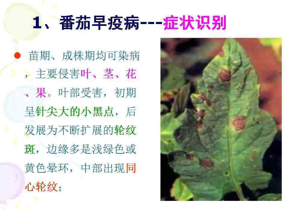 西红柿的各种病害图片 超全版！番茄病虫害图解及防治方法，记得收藏！