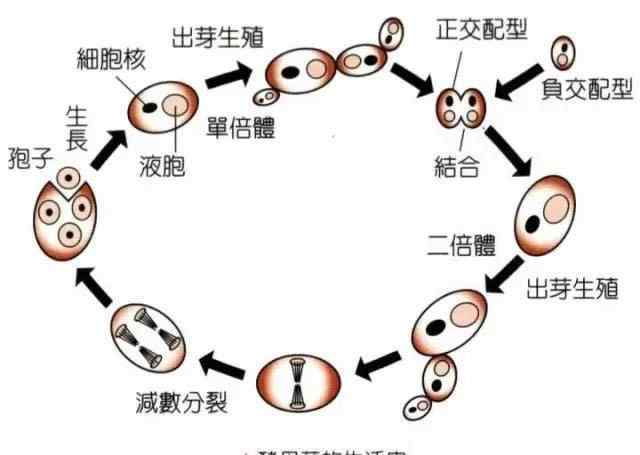 酵母抽提物 酵母提取物是什么？名膜壹号这个成分的真相到底是什么？