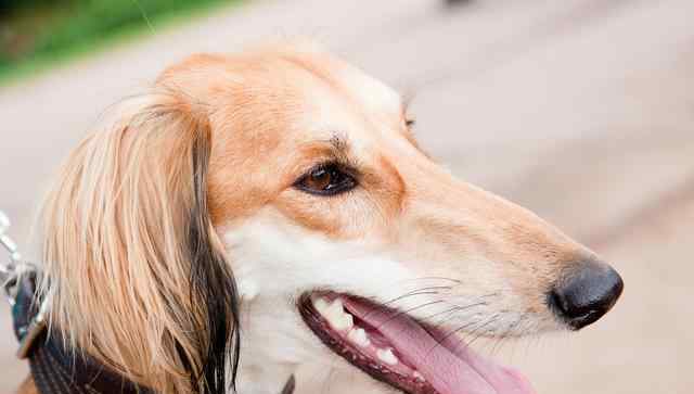 萨路基猎犬 埃及法老最爱的狗狗，还被做成木乃伊，萨路基猎犬什么来头？