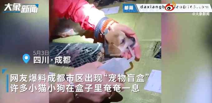 成都宠物盲盒猫狗已被救下检疫！总共160多只宠物 已有4只死亡