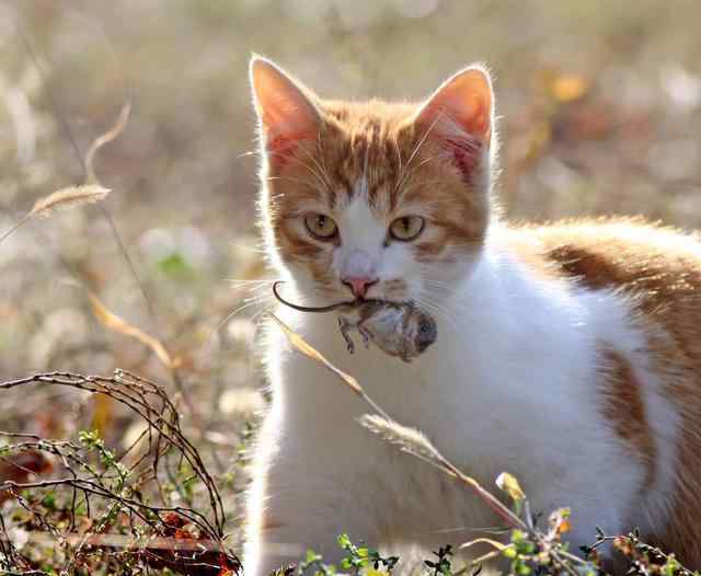 猫抓老鼠 猫抓老鼠，并不是为了吃，真实原因让人有些心疼小老鼠