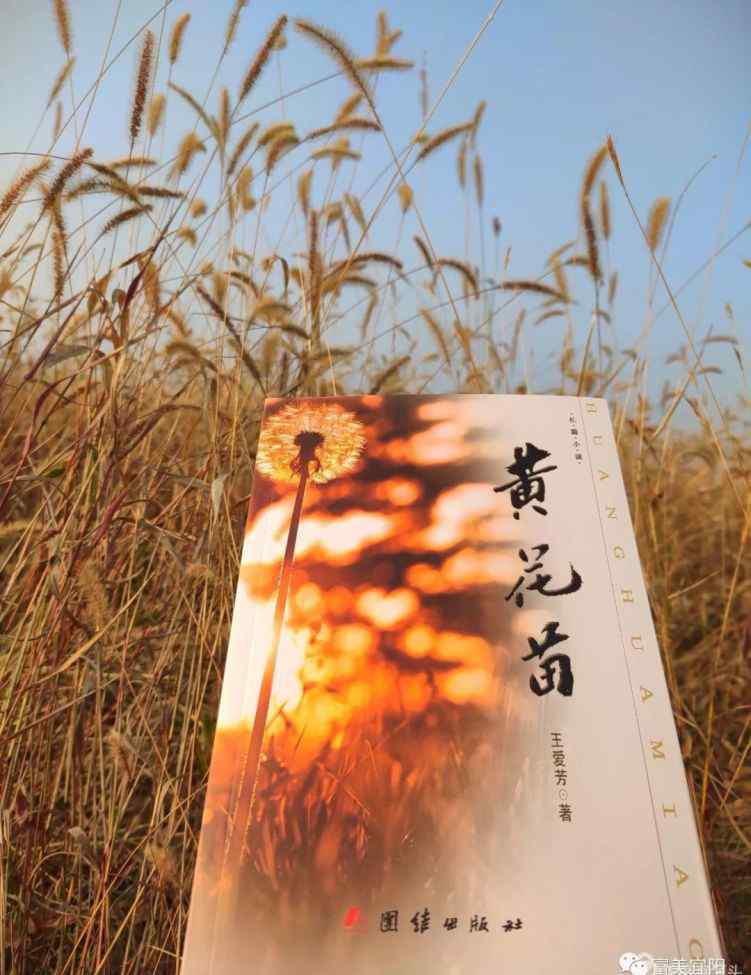 黄花苗 我县作家长篇小说《黄花苗》出版