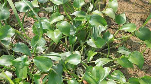 鸭舌草 农村这种野草，叶子似鸭舌一般，是老一辈人喜爱的野菜