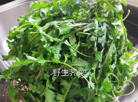 荠菜包子 老家带来的野生荠菜超新鲜，做包子馅的不二之选！