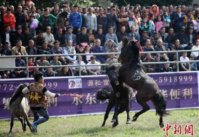 苗族斗马节 广西芦笙斗马节开幕 60匹战马因“醋意”引发大战