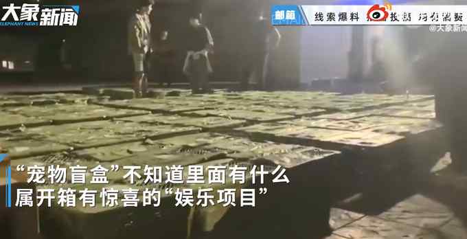 成都宠物盲盒猫狗已被救下检疫！总共160多只宠物 已有4只死亡