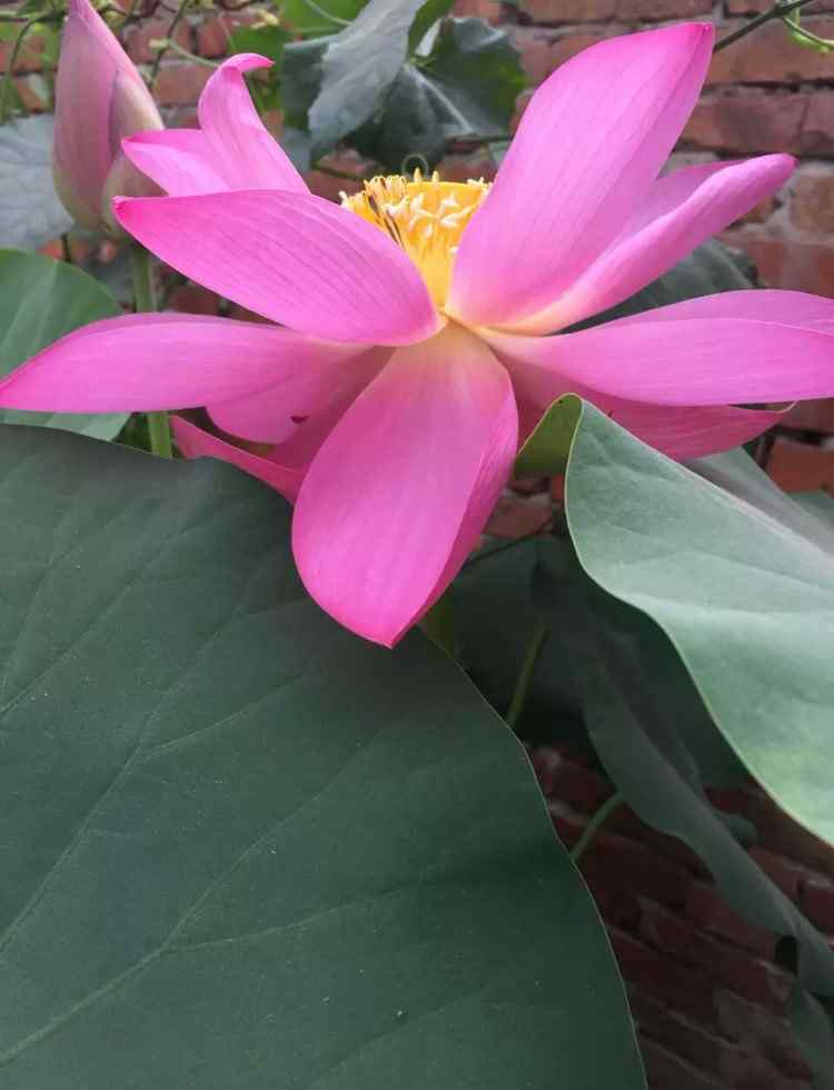 慧律法师讲座 慧律法师讲座