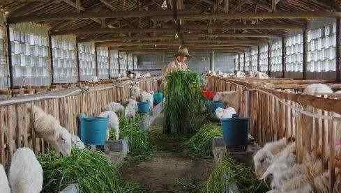 养羊前景 2020年养羊的市场前景如何？